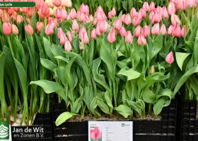 Tulipa Lydia ® (1)